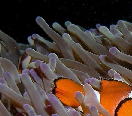 Sea Life